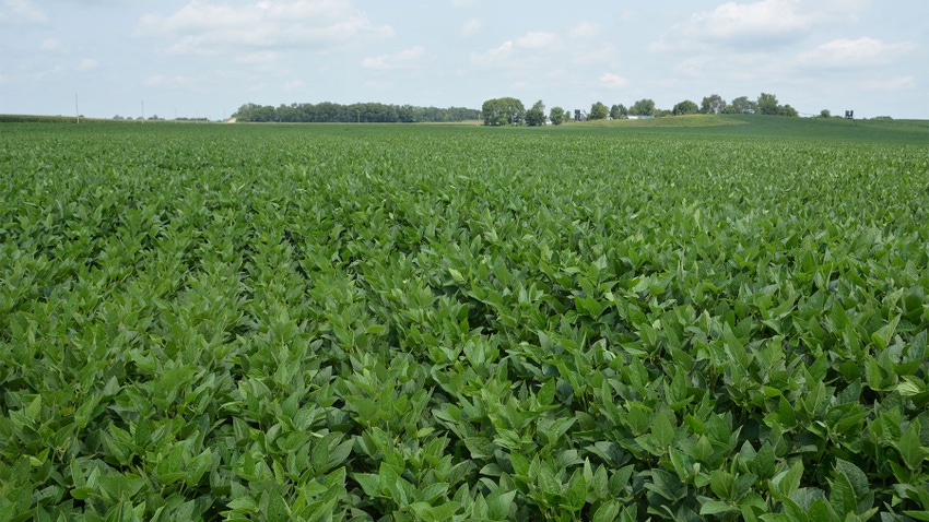 A wide landscape view of a soybean field