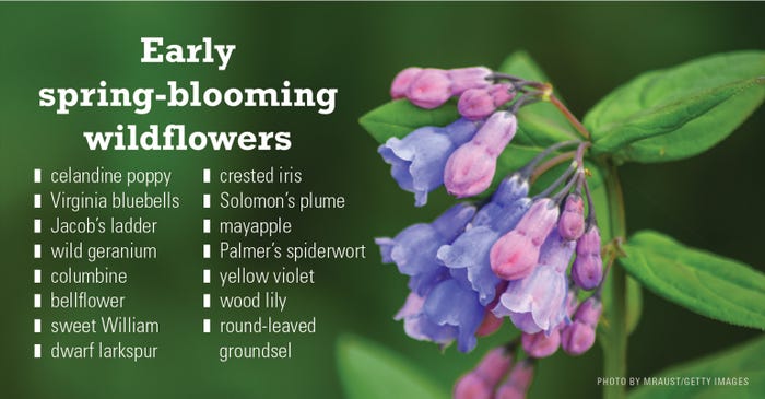 Early spring-blooming wildflowers list