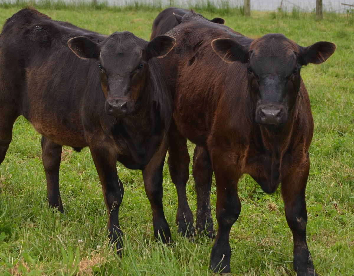 Here are some custom grazing rates