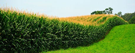 ncga_announces_national_corn_yield_contest_winners_2012_1_634915993791850868.jpg