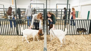 Huntington University animal science students pet sheep in the Don Strauss Animal Science Education Center