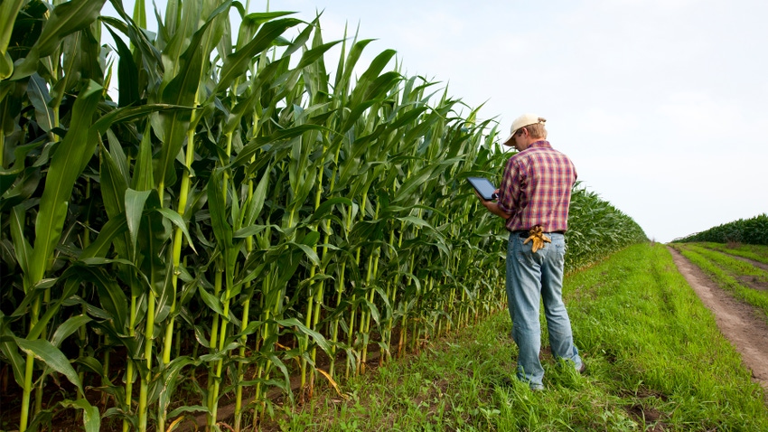 Farmer on tablet in front of field of corn