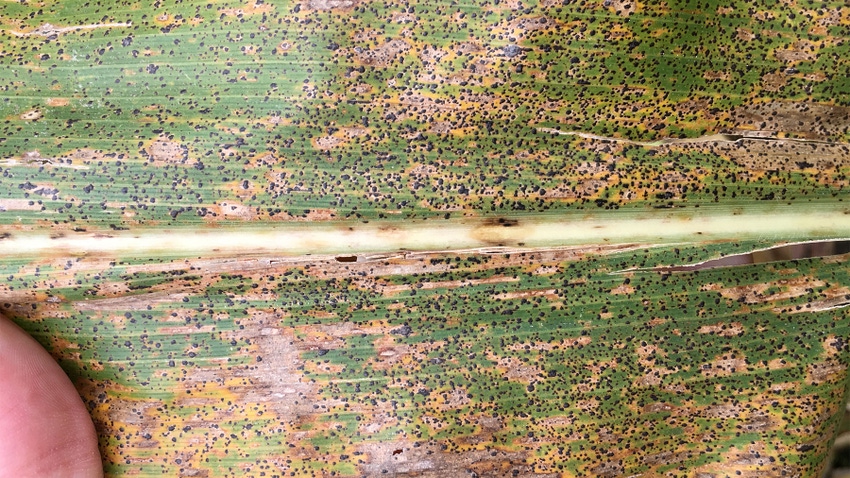 A close up of a leaf with tar spots A close up of a leaf with tar spots
