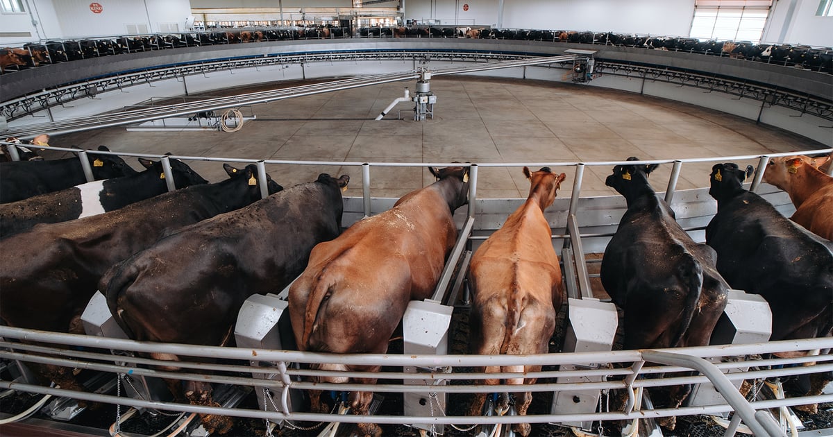 Minnesota dairy’s expansion draws scrutiny from locals