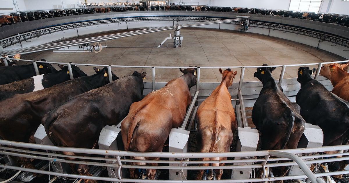 Minnesota dairy’s expansion draws scrutiny from locals
