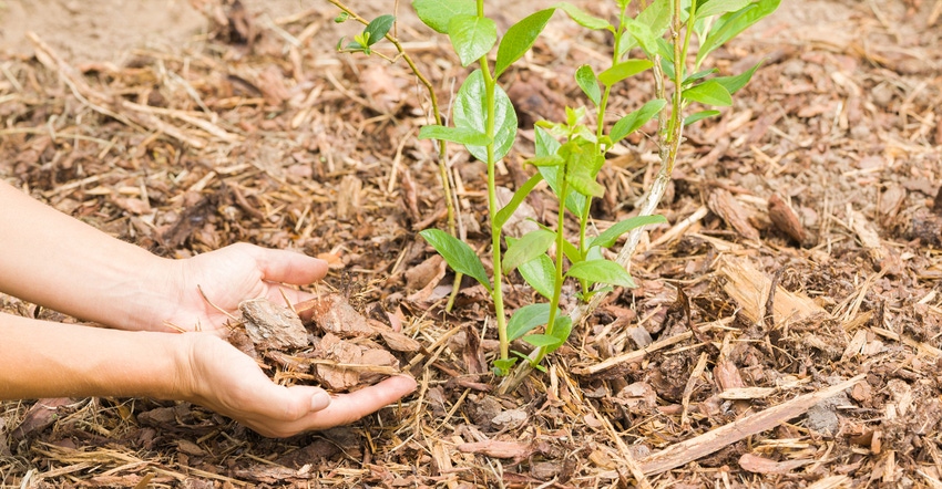 Adult hands putting mulch on young treeling Adult hands putting mulch on young treeling