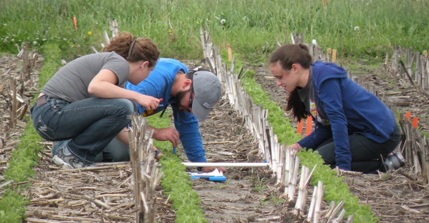 three people counting middens in a crop field