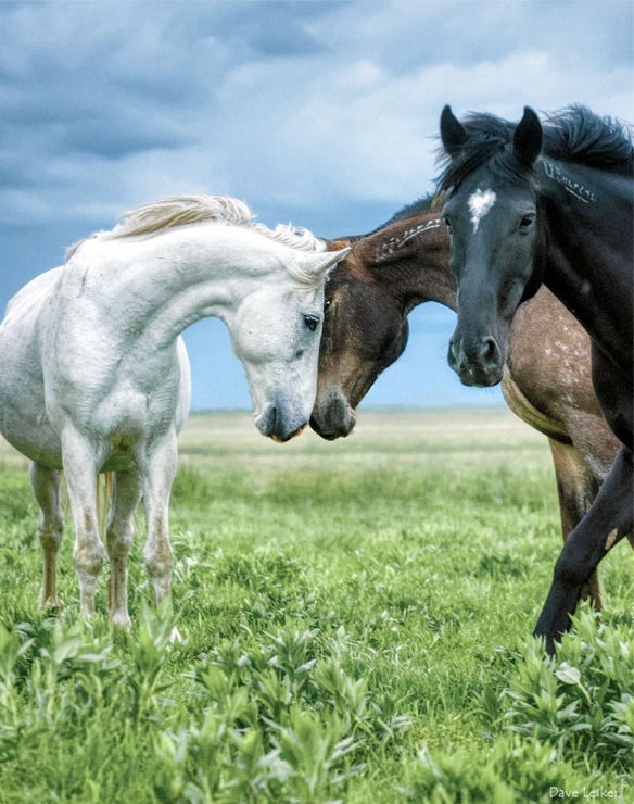 Dave Leiker grand prize winning photo of  two of the horses on the Vestring Ranch  