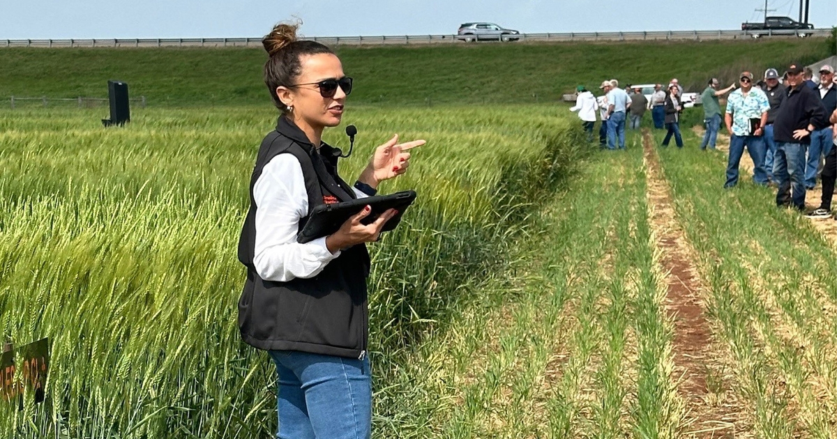 Oklahoma wheat much improved in 2024