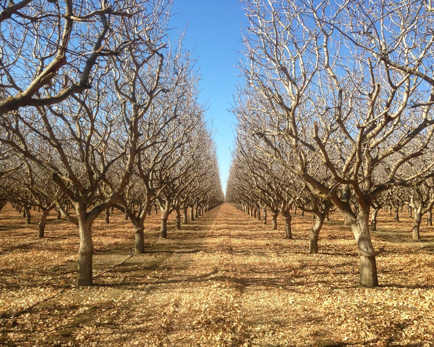 bare-tree-nut-orchard-GettyImages-485458724.jpg