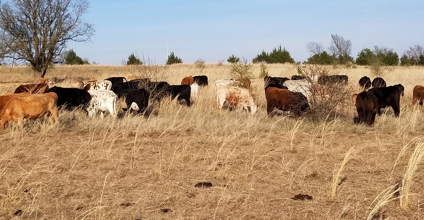 cows grazing in field