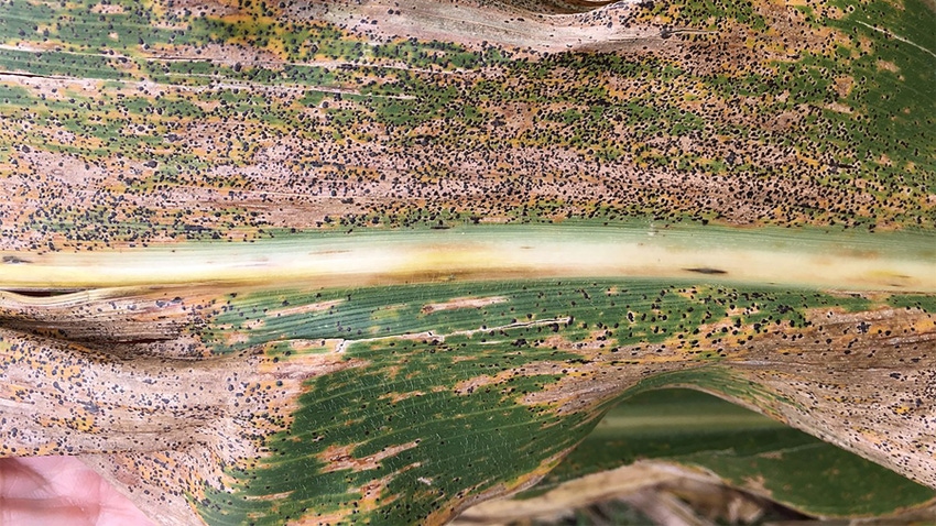 A close-up of a corn leaf covered with black dots indicating tar spot