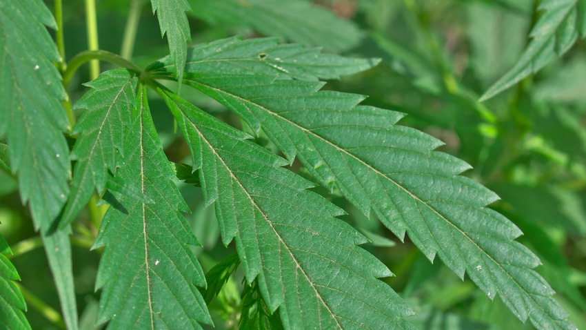 macro shot of hemp leaves macro shot of hemp leaves
