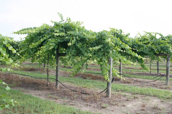 Grow wine grapes best sale