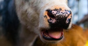 Close-up of a snout of a young cow with open mouth