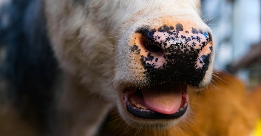 Identify signs of heat stress in cattle