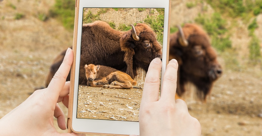 hand holding tablet taking picture of bison