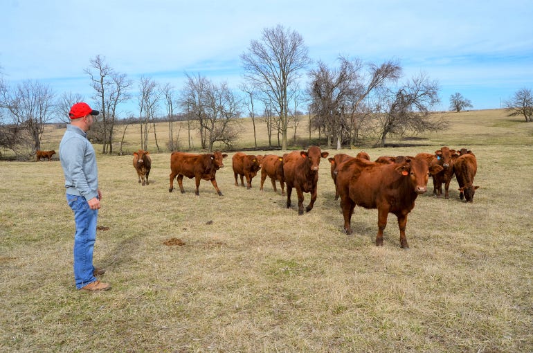 Craig Johnson looks over a set of young heifers