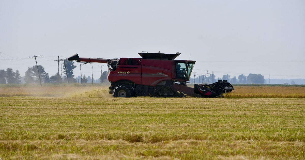 Why it’s a bad year to be a U.S. rice farmer