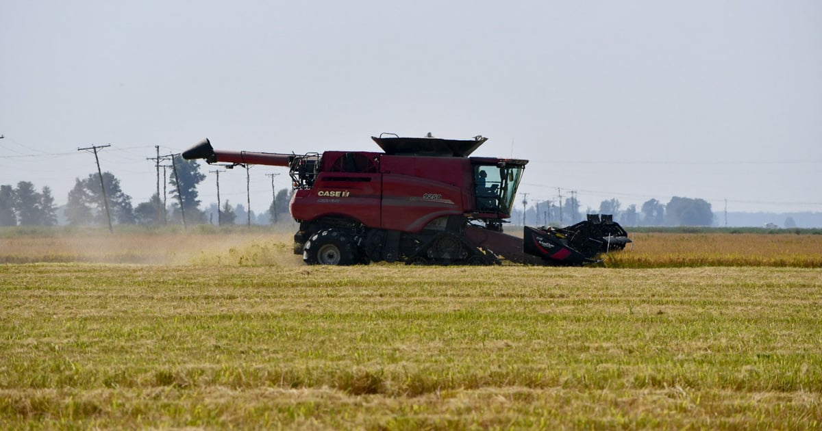 Why it’s a bad year to be a U.S. rice farmer