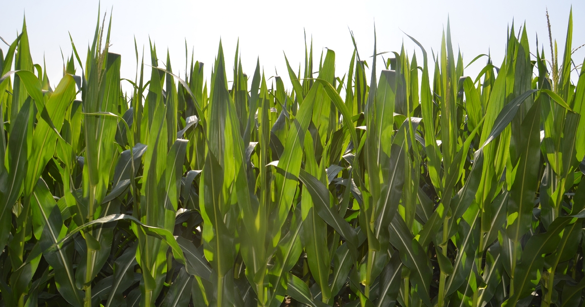 What will future corn hybrids look like?