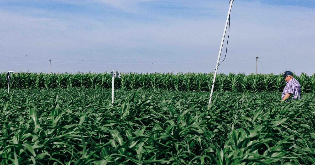 Forage sorghum offers flexibility in low water systems