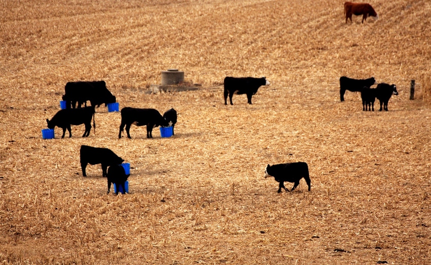 Cows grazing corn stalks
