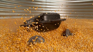 Grain weevil moving corn inside a grain bin