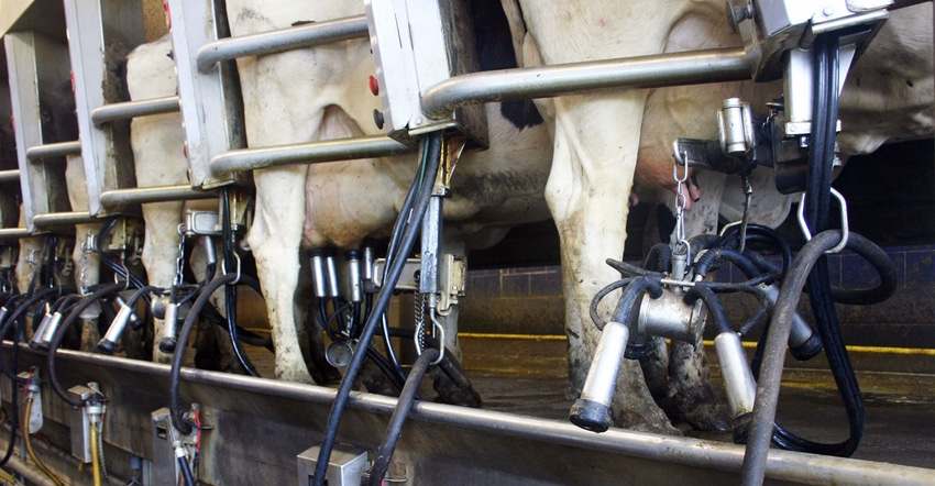 Raise right cow for automatic milking systems