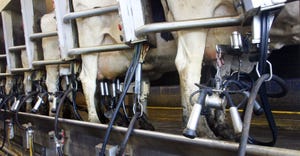 Row of cows in automatic milking machine parlor on a dairy farm