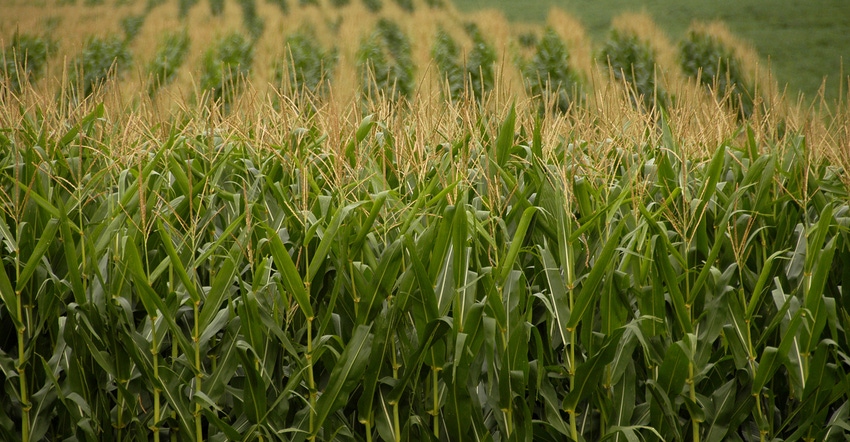 cornfield