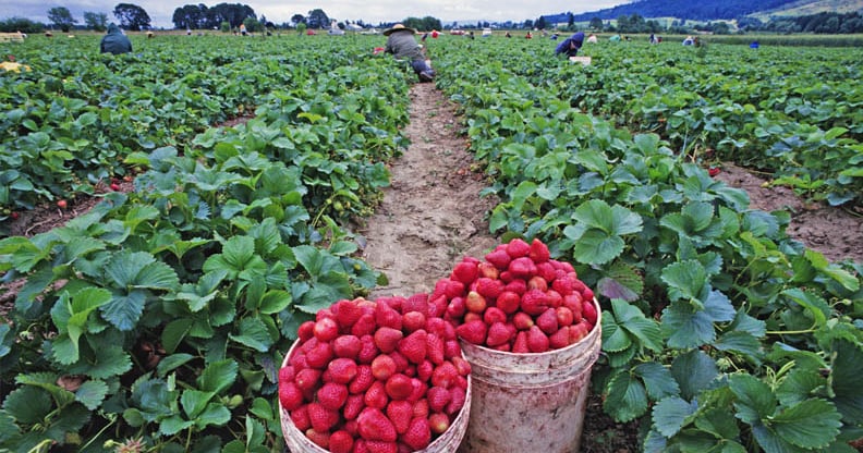 Susceptibility of Western flower thrips to insecticide on strawberries ...