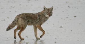 A coyote trots across a frozen wetland at Quivira National Wildlife Refuge