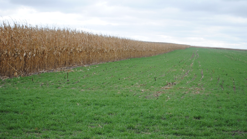Cornfield and cover crops