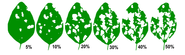 Degrees of soybean leaf defoliation