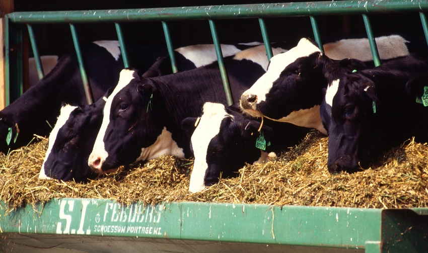 WFP-ARS-dairycows.jpg WFP-ARS-dairycows.jpg