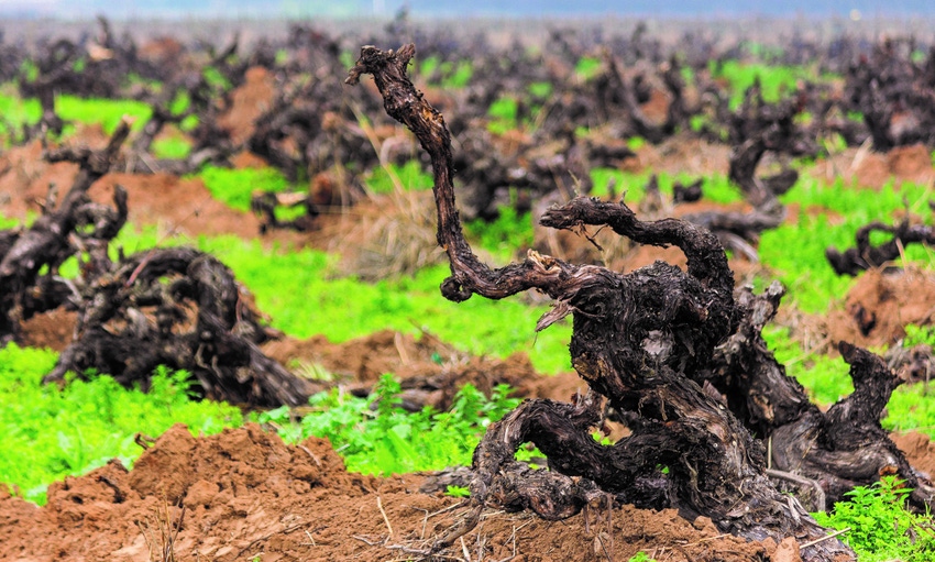 Vineyard removal Vineyard removal