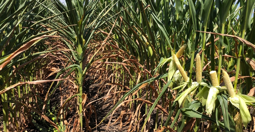 Corn stalks and ears of corn Corn stalks and ears of corn