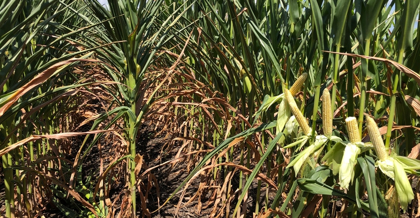 Corn stalks and ears of corn