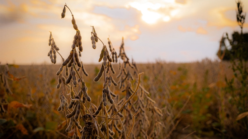A soybean plant with bean pods in a field with a warm light glow