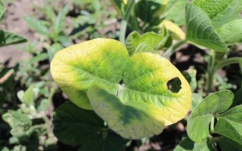 Typical hopperburn caused by potato leafhopper feeding