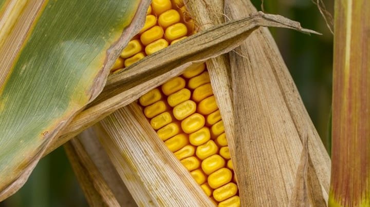 Ask these 4 questions to boost corn yield next year