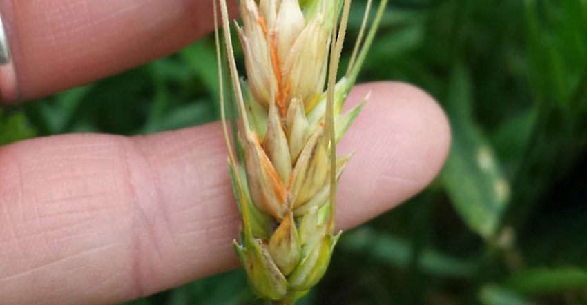 wheat scab disease