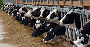 dairy cows in feedbunk