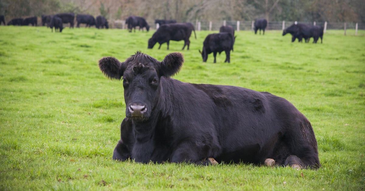 Monitor soil compaction in pastures