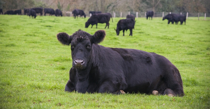black cow resting in field with other cows grazing in background