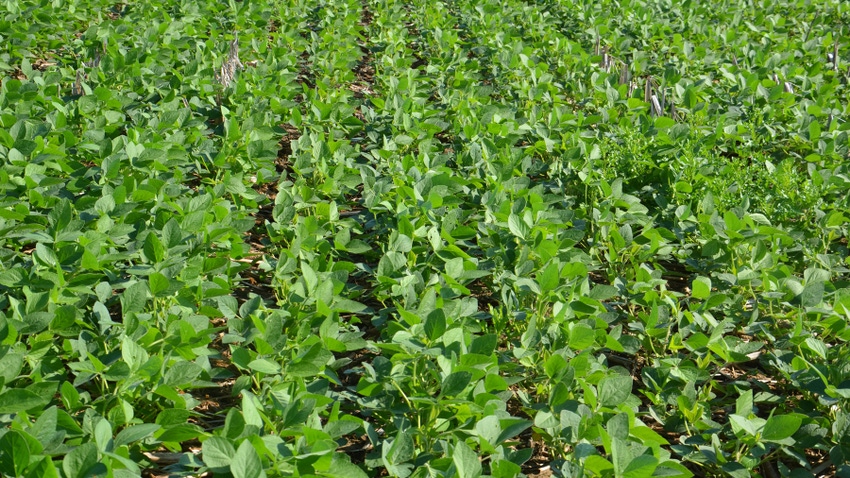 Close up of soybean field