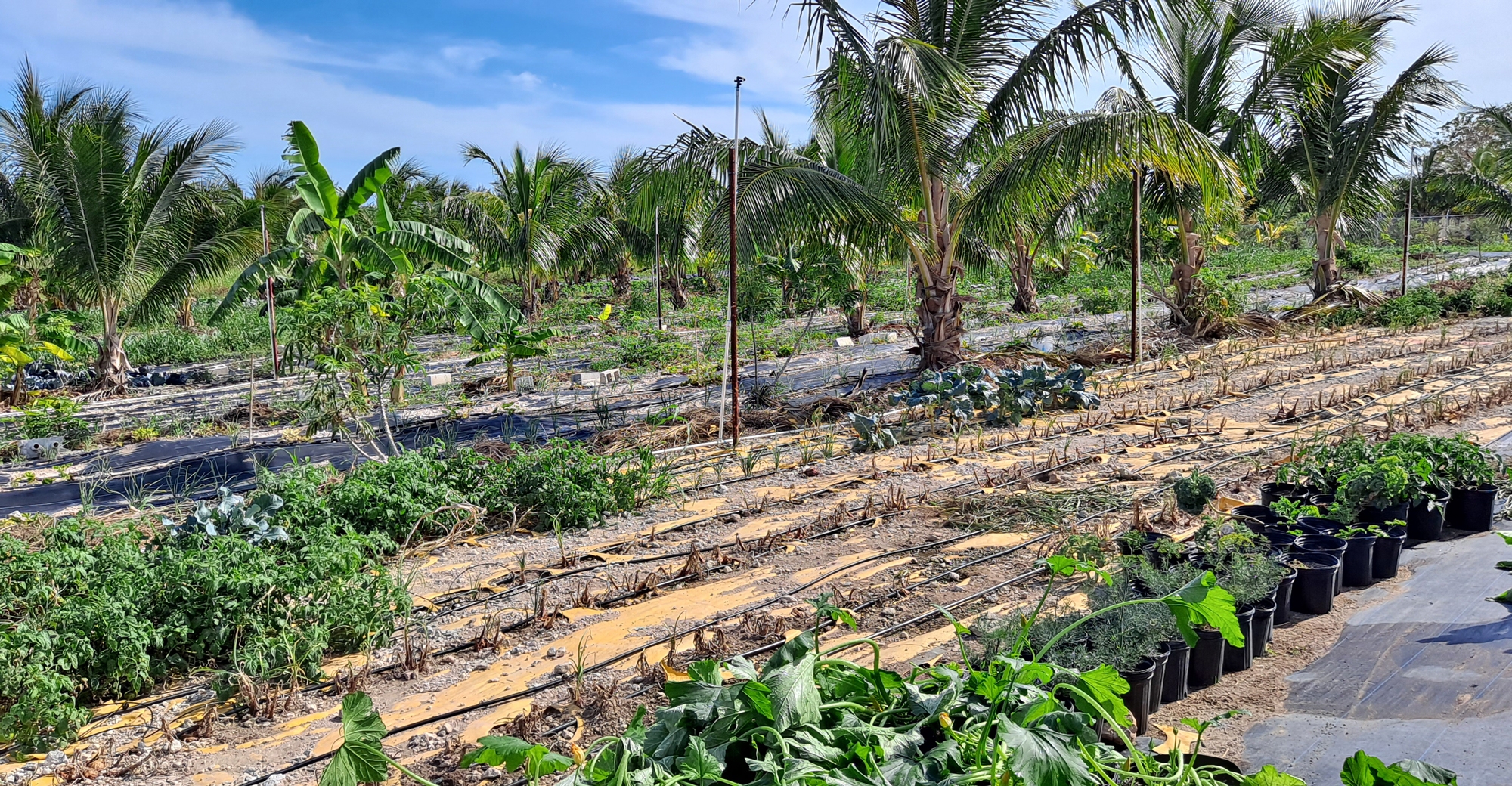 Developing a sustainable Cascarilla industry in the Bahamas – Caribbean  Agricultural Research & Development Institute