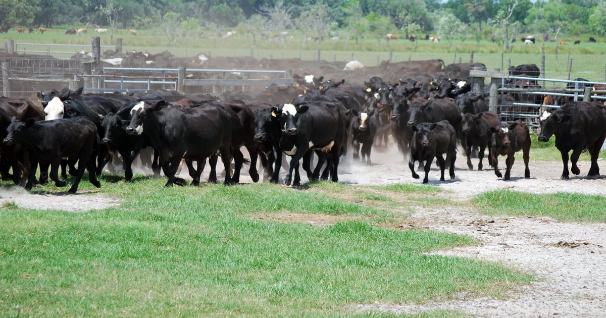 How the new antibiotic rule affects cattle producers