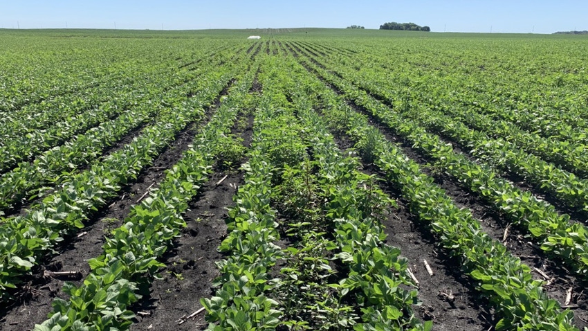 Waterhemp in field of soybeans